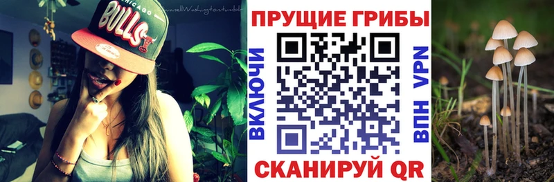 mega ССЫЛКА  Новотитаровская  Псилоцибиновые грибы Magic Shrooms 